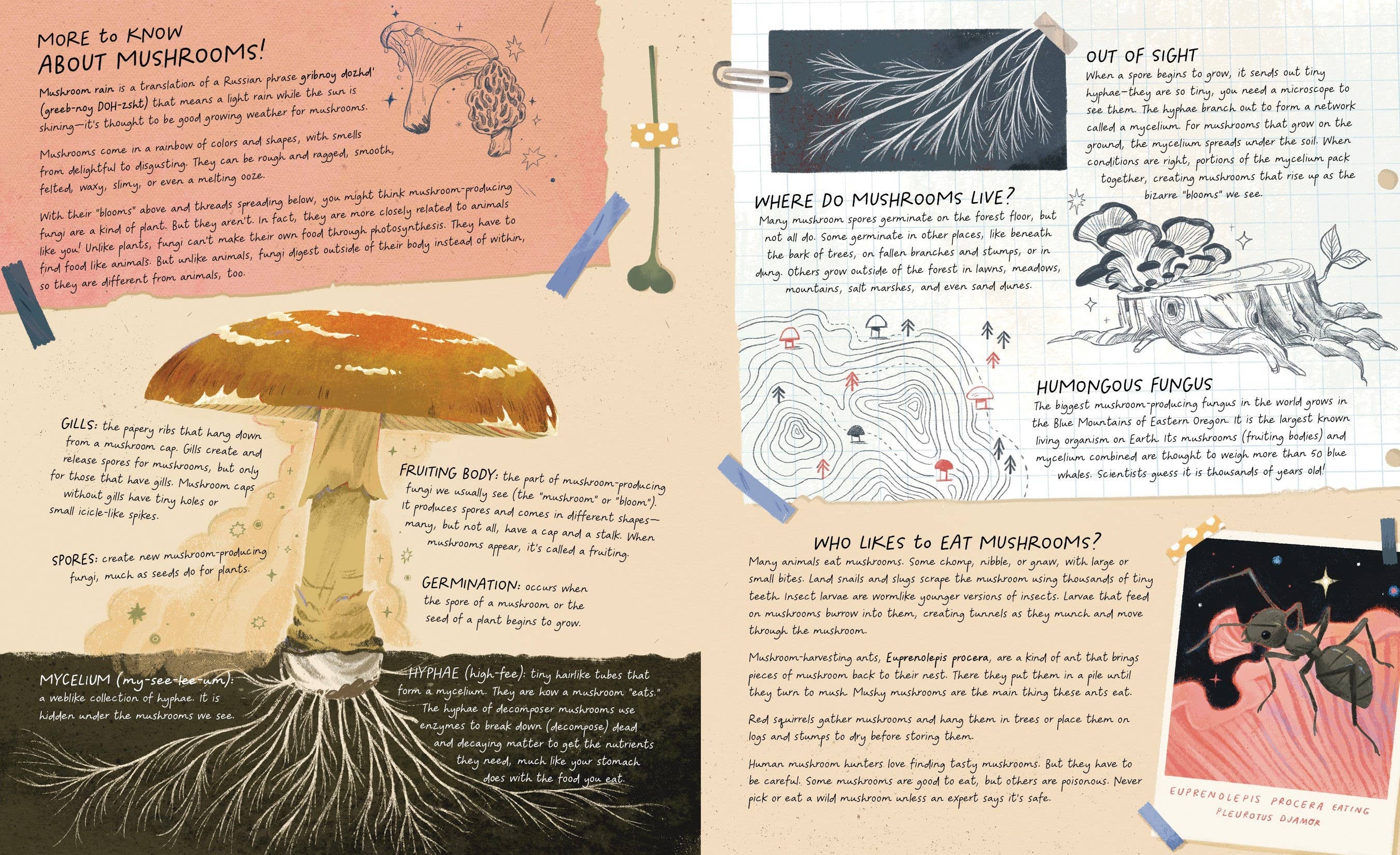 Mushroom Rain, picture book